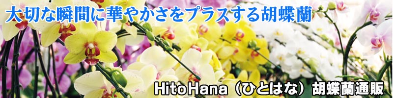Hito Hana�i�ЂƂ͂ȁj�Ӓ������T�C�g